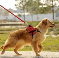 今起遛狗不拴绳最高罚1000元拘10日 新规提升违法成本