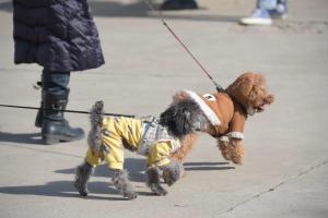 史上最严养犬令实施 律师全面解读 新规强化责任意识