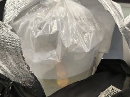 女子背包里藏金龙鱼被海关查获 濒危物种走私受阻