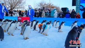 哈尔滨百只企鹅冰雪巡游迎新年 极地主题欢乐多