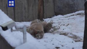 元旦假期大熊猫“七仔”雪中撒欢 新年首场雪中嬉戏