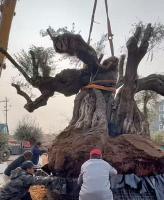 男子称2500岁西班牙橄榄树落户宁波 古树引发热议