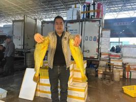 野生大黄鱼降价了！每公斤便宜约200元 供应充足选择多