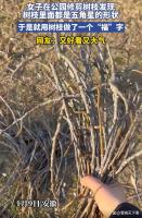 女子发现树枝断面都是五角星形状 自然与文化的美丽邂逅