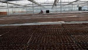 贵州辣椒 智能化育苗助力乡村振兴