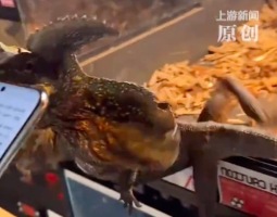 伞蜥展开颈伞吓人结果掉出饲养箱 网友：这只“怪兽”战斗力有点低