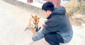 花15800元训狗啥都没学会 法院判决全额退款