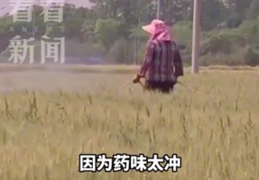 高毒易残留！为降本增产农户给蔬菜打禁药