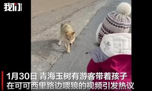 林草局回应可可西里有游客带娃喂狼 禁止投喂野生动物