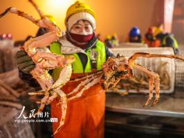 山东荣成：帝王蟹抢“鲜”通关 供应春节市场