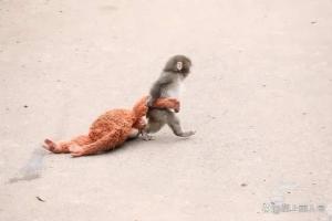 日本动物园小猴把毛绒玩具当作妈妈 孤独中的温暖慰藉