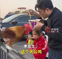 大公鸡从盘中餐逆袭成宠物鸡 成为家庭一员