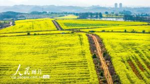 江西樟树：踏青赏花正当时