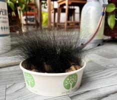 在办公室过年的剩饭长出满头黑发 办公室惊现“黑色丛林”