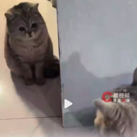 男子回家认错自家猫抱走了邻居同款