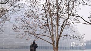 北京细雨润枝头 玉兰更显柔美 春雨添景致