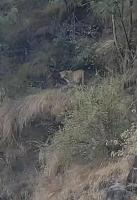 云南一地发现疑似金钱豹踪迹 当地政府提醒加强防范