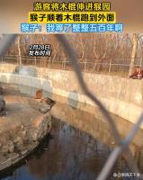 游客把木棍伸进猴园致猴子跑出 规则意识何在？