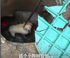 狗被困井下约3年获救 救援人员回应 复杂井下设机关成功施救