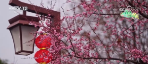 各地春日文旅升温 “赏花流量”化为“消费留量”