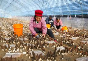 江苏如皋：采摘羊肚菌