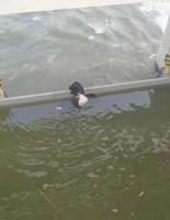 男子跳入河道闸口勇救落水女子 真英雄事迹传开