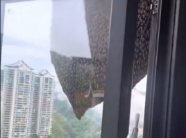 女子家窗户边有个超大蜂窝 网友：这种要专业人士来处理