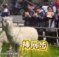 杭州一高中课间撸羊驼解压： “感觉一整天的疲惫都没了！”