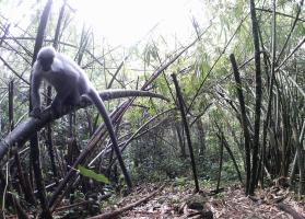 西藏墨脱首次记录到肖氏乌叶猴