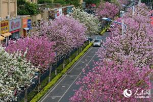 厦门:宫粉羊蹄甲花开满城