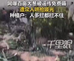 网曝百亩大葱被传免费薅遭众人拔光 种植户：人多拦都拦不住