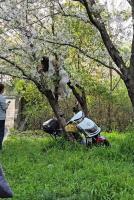 女子攀爬樱花树拍照疑致树木压倒 不文明行为引热议