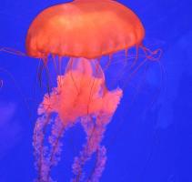 深圳海边的“粉色精灵”究竟是谁 美丽背后的生态警报