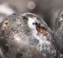 “蓝莓自由”是这样实现的 从育种到接力赛