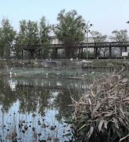 市民投诉违规养鸭结果鸭子有编制 灭螺特种兵上岗