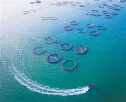广东湛江建设现代化海洋牧场 陆海接力养殖新模式