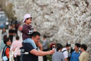 甘肃皋兰：万亩梨花绽放 农旅兴旺促振兴