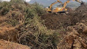 百亩苗圃被毁镇政府被判违法 强制清除程序违法