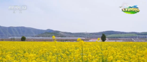 以花为媒、以节兴旅 解锁多样春日限定浪漫
