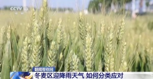 冬麦区迎降雨天气 各地如何分类应对？