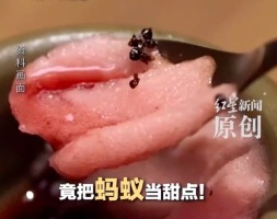 韩国米其林二星餐厅竟把蚂蚁当甜点 重金属含量超标
