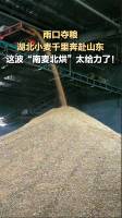 湖北小麦千里奔赴山东烘干 南麦北烘助力夏收