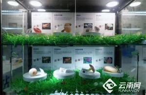 云南一主任医师吃菌子中毒 连续三年“中招”