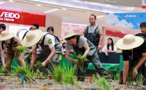商场运40吨泥土举办室内插秧比赛 科普农事引热议