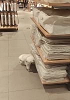 南京一无印良品店有狗向货品撒尿 宠物友好商场难防不文明行为