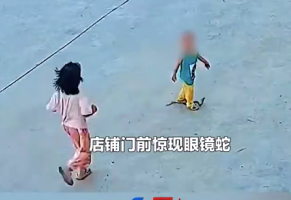眼镜蛇被两名幼童接连踩中 家长：未下口，只摆出攻击姿态