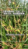 “消失千年”的菰米有望重回餐桌 古老谷物再现田间