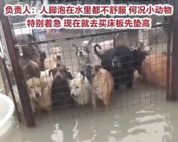 台风“白海豚”过后，浙江台州一流浪动物基地被淹