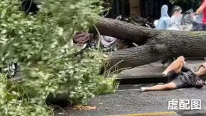 男子骑车下班被树砸死 法院判了 台风天工伤认定引关注