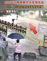 监控拍下600年古榕树倾倒瞬间 古建保护短板凸显